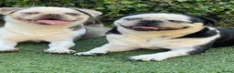 Pug dogs for sale: Beautiful & Unusual Purebred Pug Puppies £1000 - Advert 4
