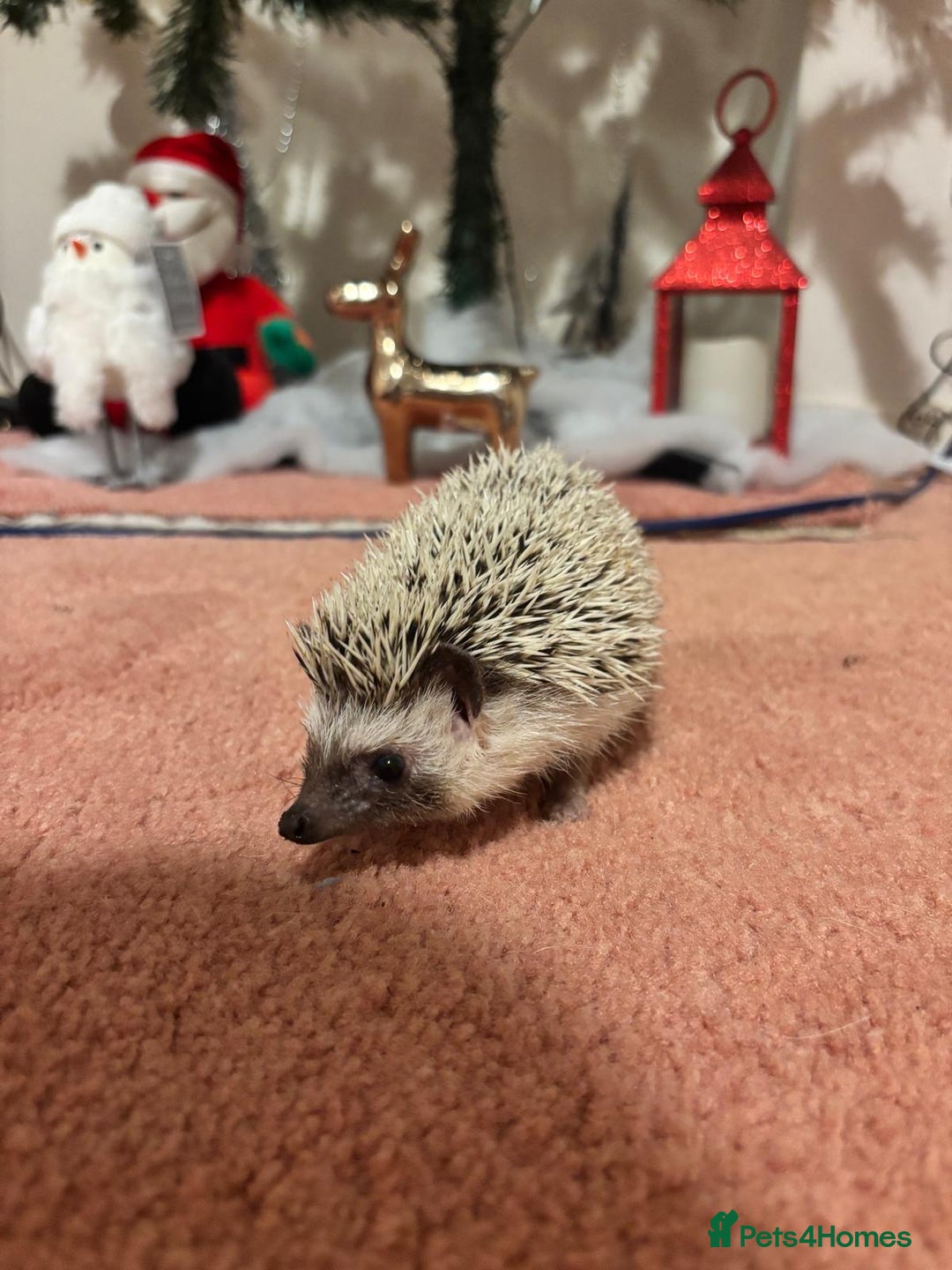 Pygmy Hedgehog rodents for sale: Luca the african pygmy hedgehog for sale - Advert 2