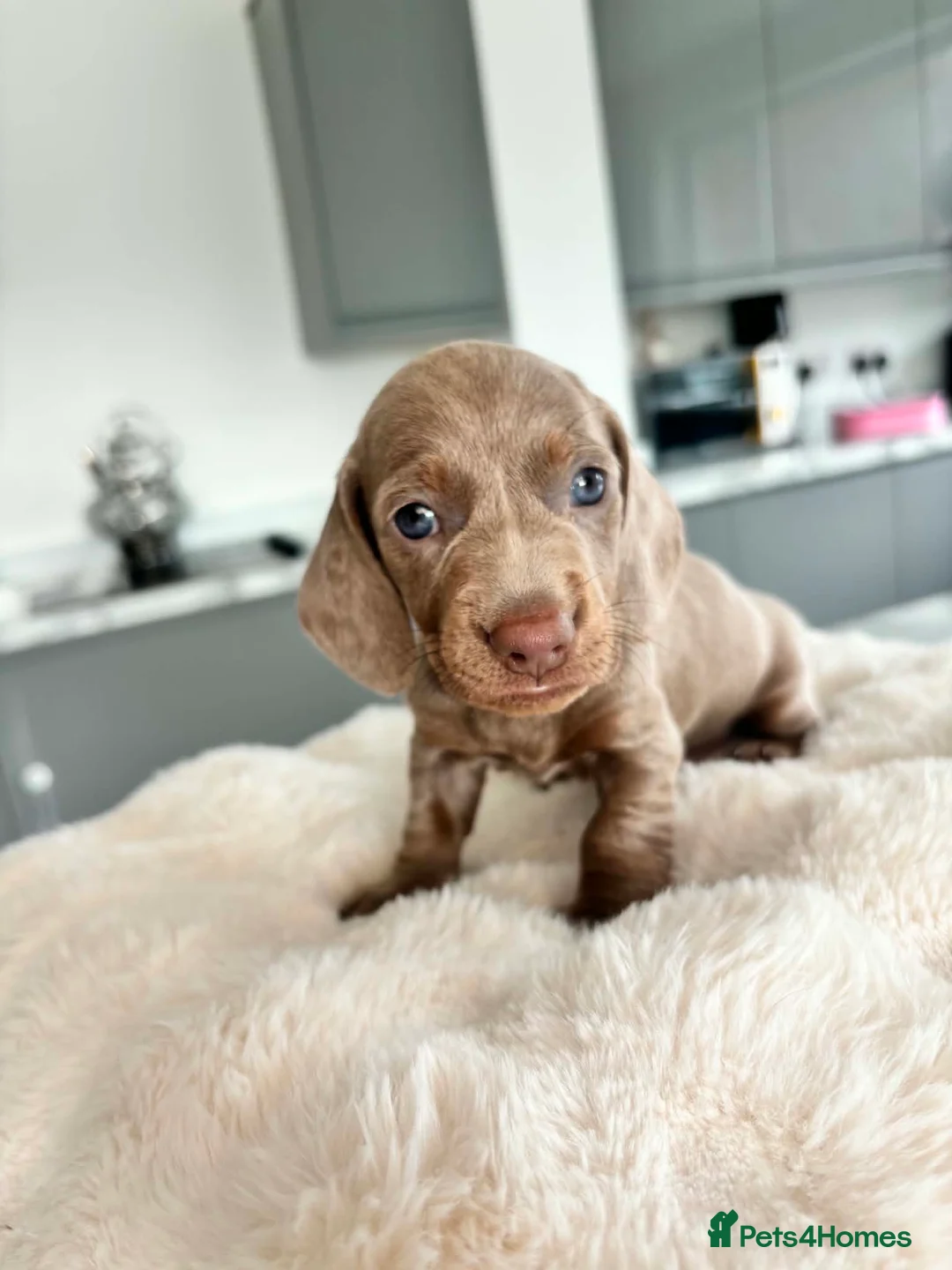 Miniature Dachshund dogs for sale: Miniature Dachshunds KC reg *Ready to leave now* - Advert 2