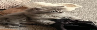 Ragdoll 3