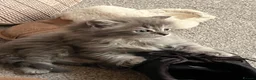 Ragdoll cats for sale: Ragdoll cross tabby kittens - Advert 17