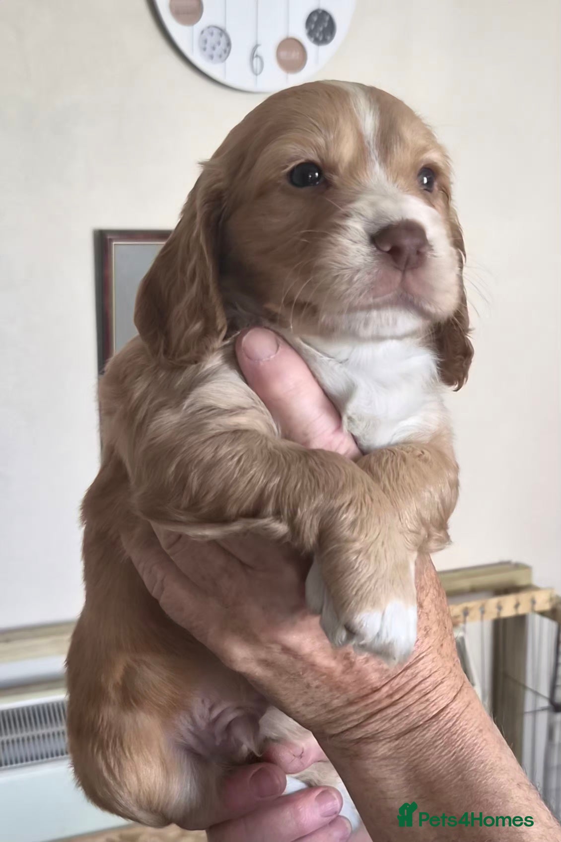 Cocker Spaniel dogs Cocker spaniel puppies - Advert 2