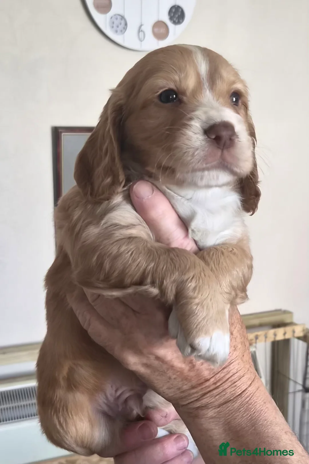 Cocker Spaniel dogs for sale: Cocker spaniel puppies - Advert 2