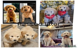 Labradoodle dogs for sale: Standard labradoodles  - Image 3