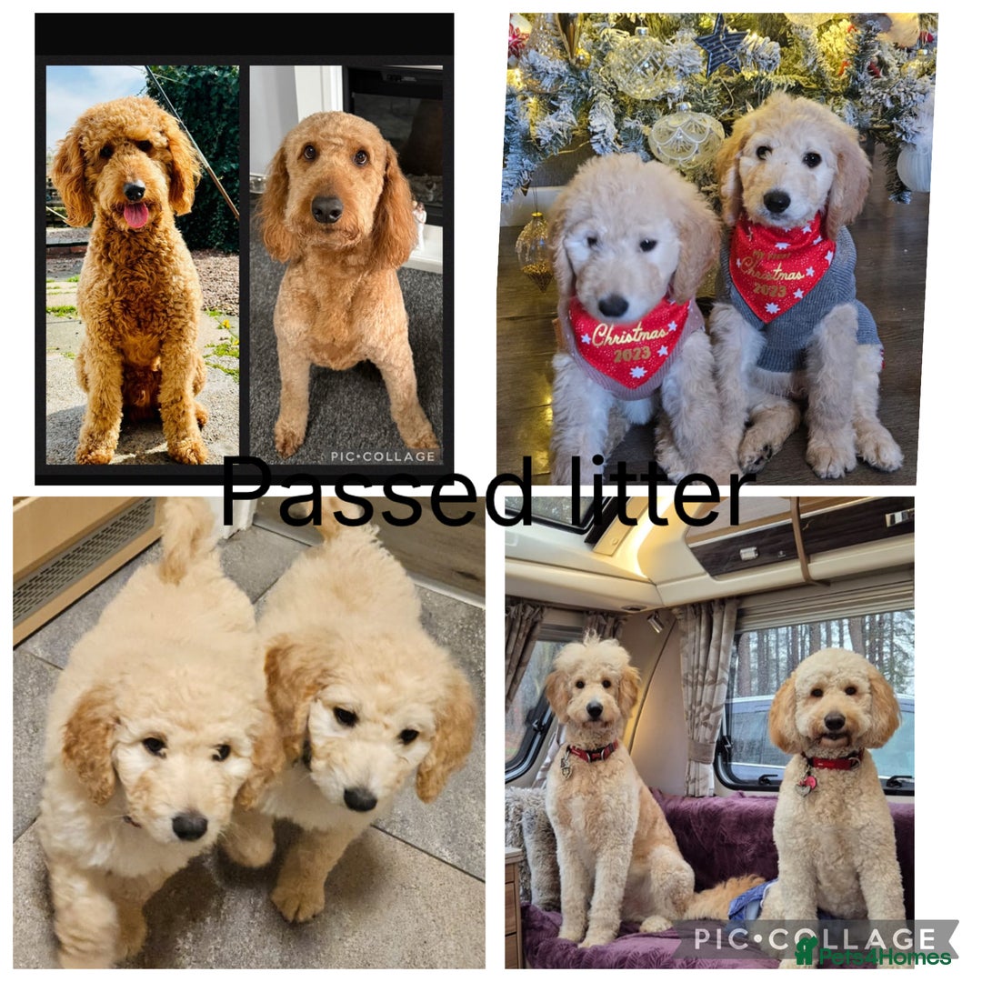Labradoodle dogs for sale: Standard labradoodles  - Image 3