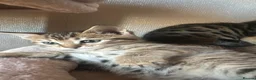 Bengal cats for sale: Bengals  in London - Advert 18