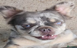 French Bulldog dogs for sale: Female visual fluffy, tri merle girl - Image 1
