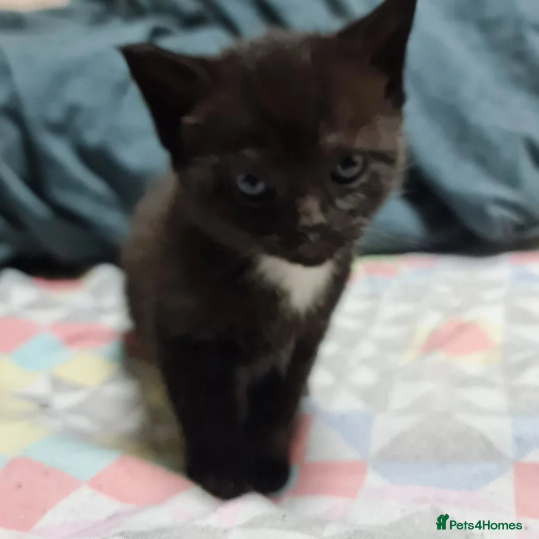 Mixed Breed cats for sale: Pair of 4 month old kittens for a good home in Oxford - Advert 2