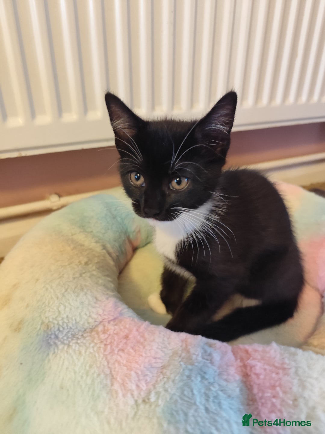 European cats for sale: Kittens for sale  - Image 2