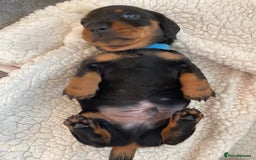Miniature Dachshund dogs for sale: Miniature Dachshund Puppies   in Pontefract - Image 8