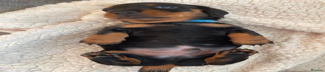 Miniature Dachshund Puppy 2
