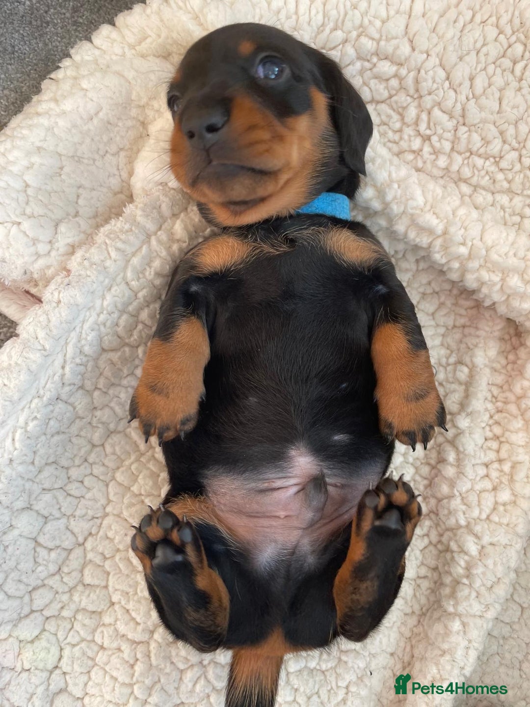 Miniature Dachshund dogs for sale: Miniature Dachshund Puppies   in Pontefract - Image 8