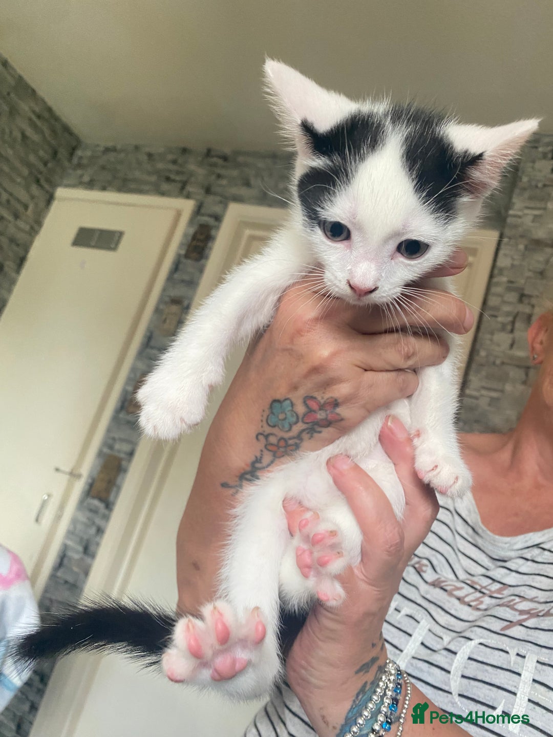 Mixed Breed cats for sale: 2 gorgeous 2 kitchens ready   - Image 7