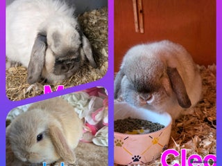 Mini Lop rabbits ♥️Very friendly mini lops available FROM £30♥️ - Advert 14