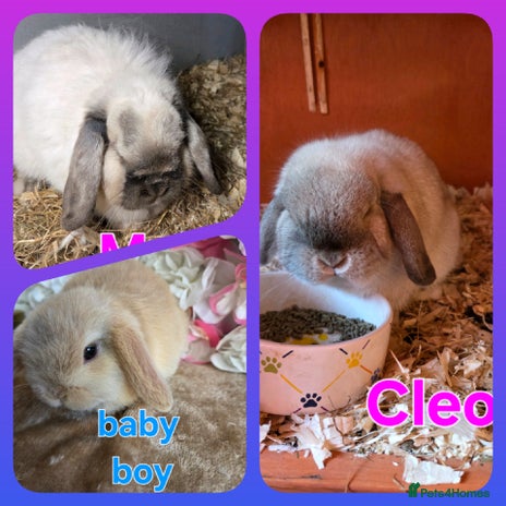 Mini Lop rabbits ♥️Very friendly mini lops available FROM £30♥️ - Advert 12