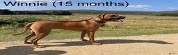 Rhodesian Ridgeback dogs for sale: Due 5th May/ Family home/ Waiting list now open in Sheffield - Advert 4