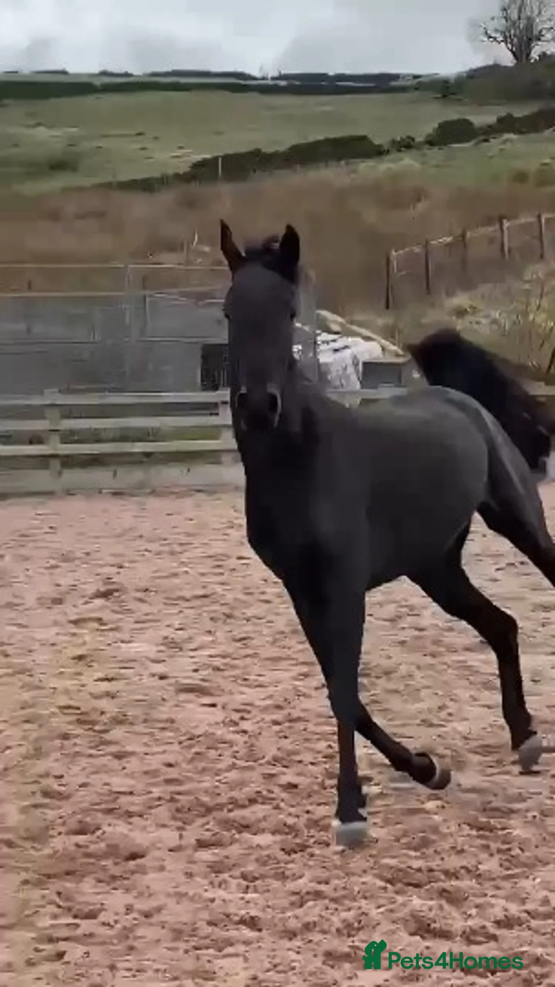 Arabian horse horses for sale: READY to Reserved ! REGISTERED BLACK ARAB COLT  - Advert 2