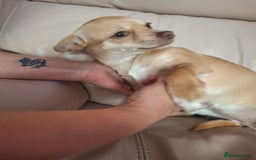 Chihuahua dogs for sale: Chihuahua 6 month old female - Image 6
