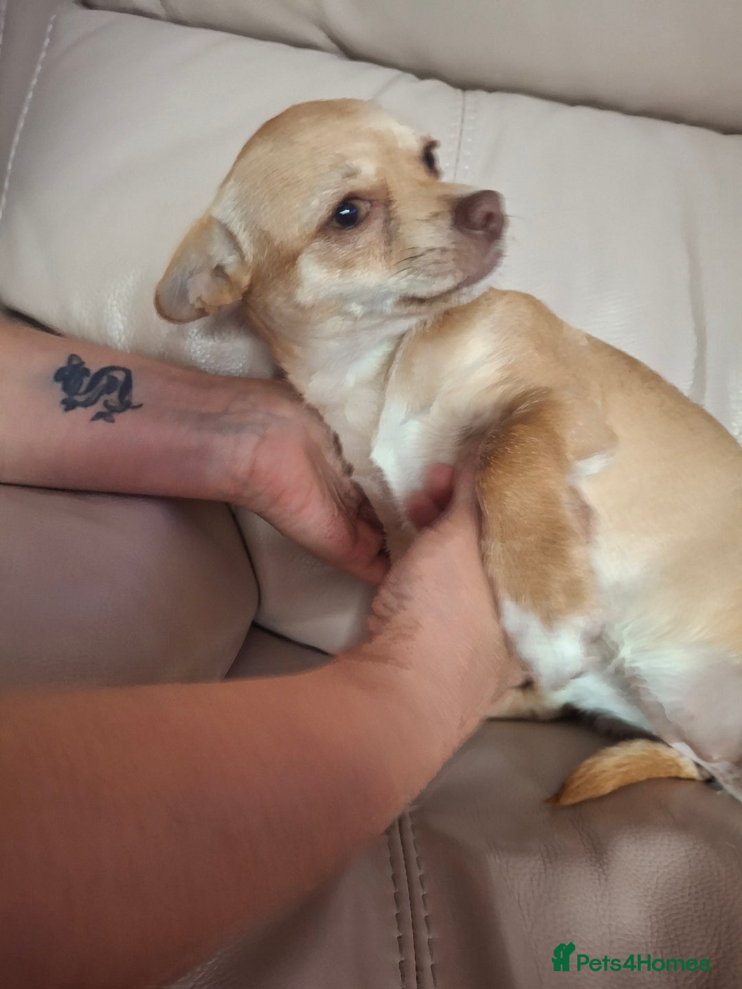 Chihuahua dogs for sale: Chihuahua 6 month old female - Image 6