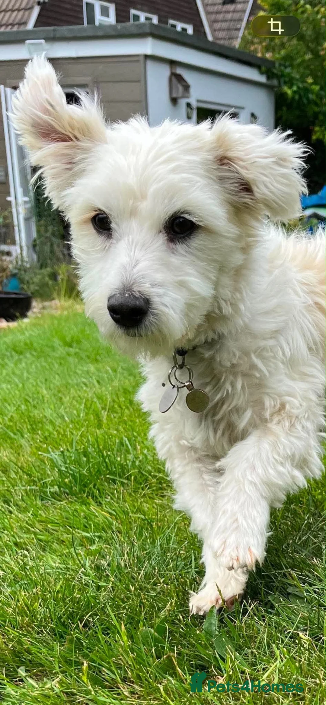 Mixed Breed dogs for adoption: Leandro 💙 in Market Harborough - Advert 3