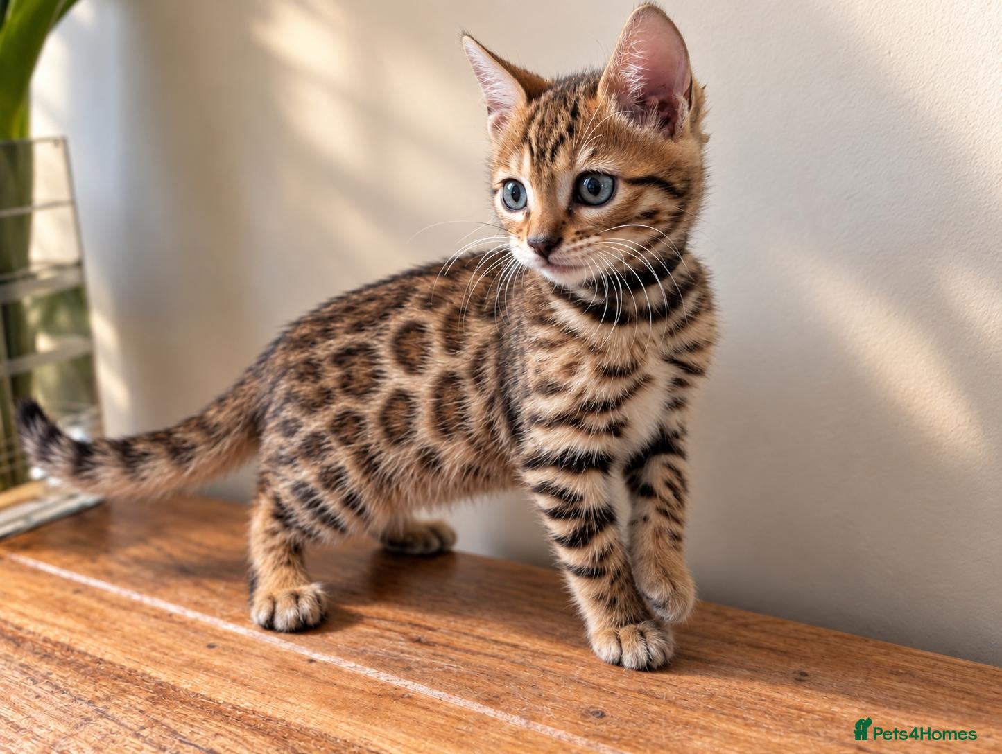 Bengal cats TICA Rosetted Bengal Kittens, Health Tested - Advert 1
