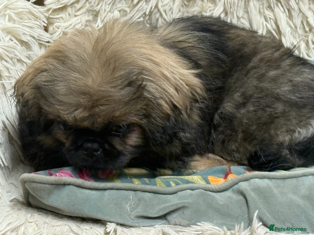 Pekingese dogs for sale: Pure pekingese black mask male puppies - Advert 9