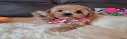 Shihpoo dogs for sale: Gorgeous Little Shihpoo Pups sold Fully Vaccinated - Advert 28