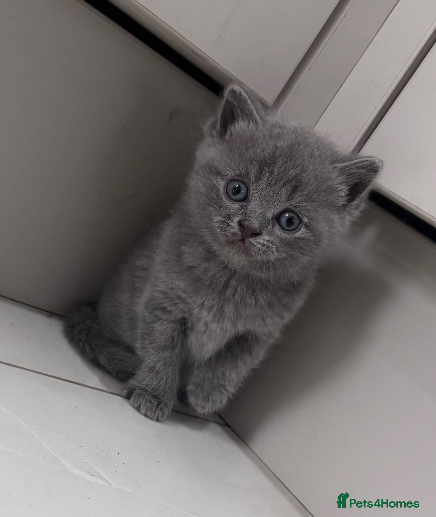 British Shorthair cats PURE British shorthair grey blue eyes kittens - Advert 9
