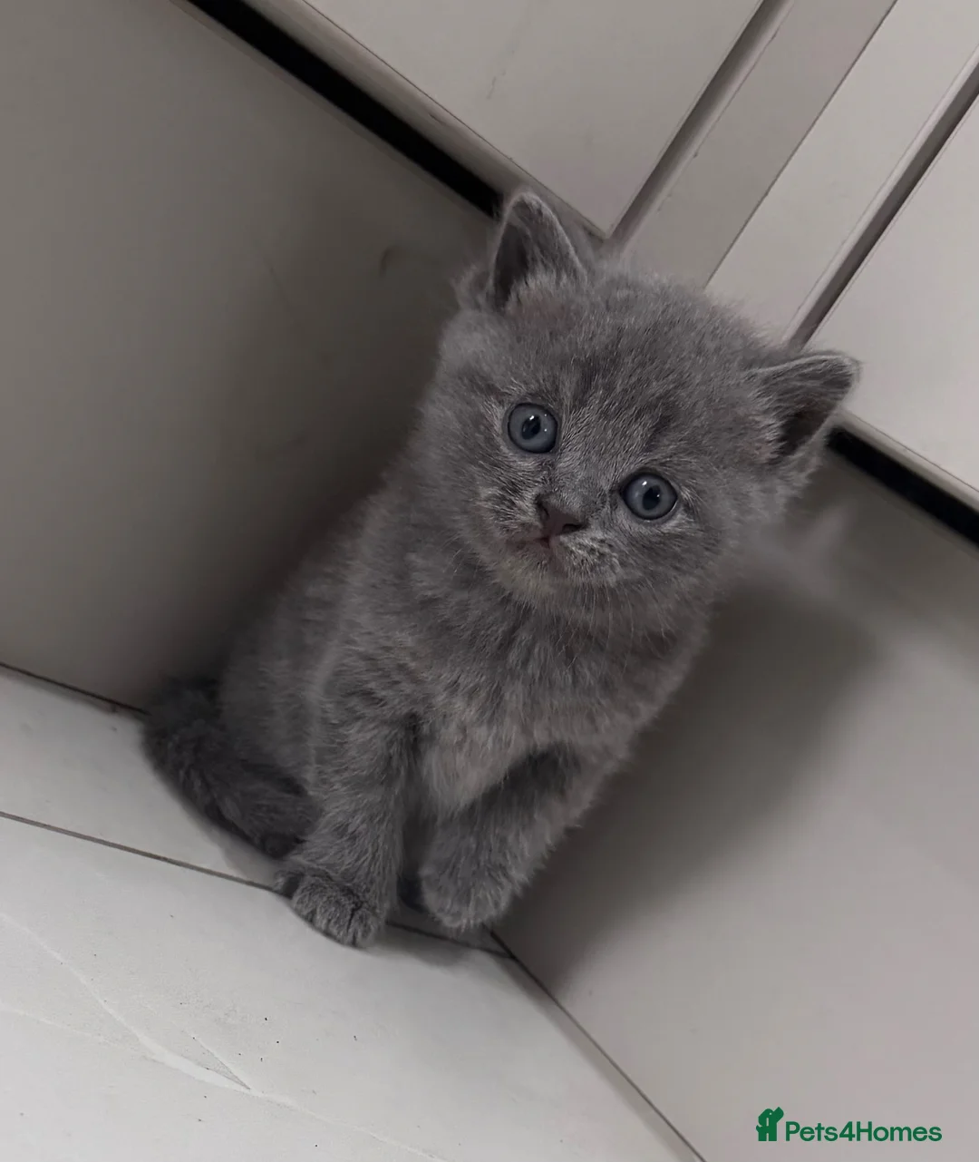 British Shorthair cats for sale: PURE British shorthair grey blue eyes kittens in Bradford - Advert 1
