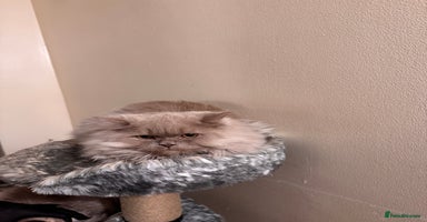 British Longhair cats Two gorgeous lilac British longhair  - Advert 4