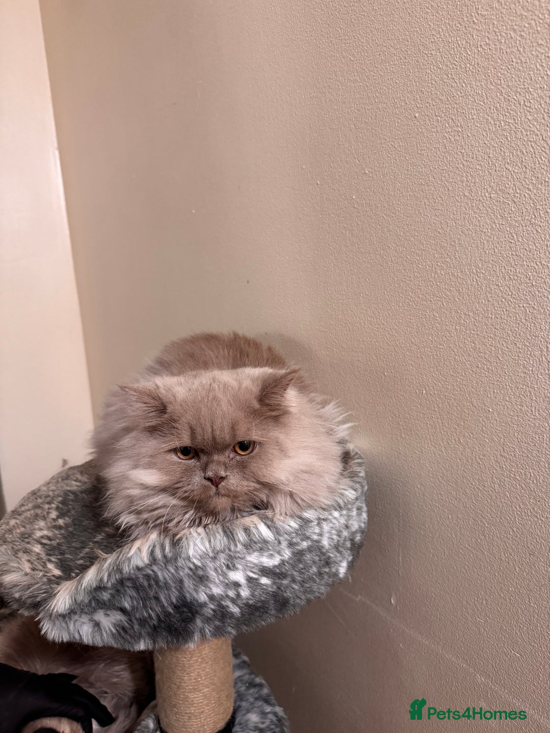 British Longhair cats for sale: Two gorgeous lilac British longhair  - Image 2