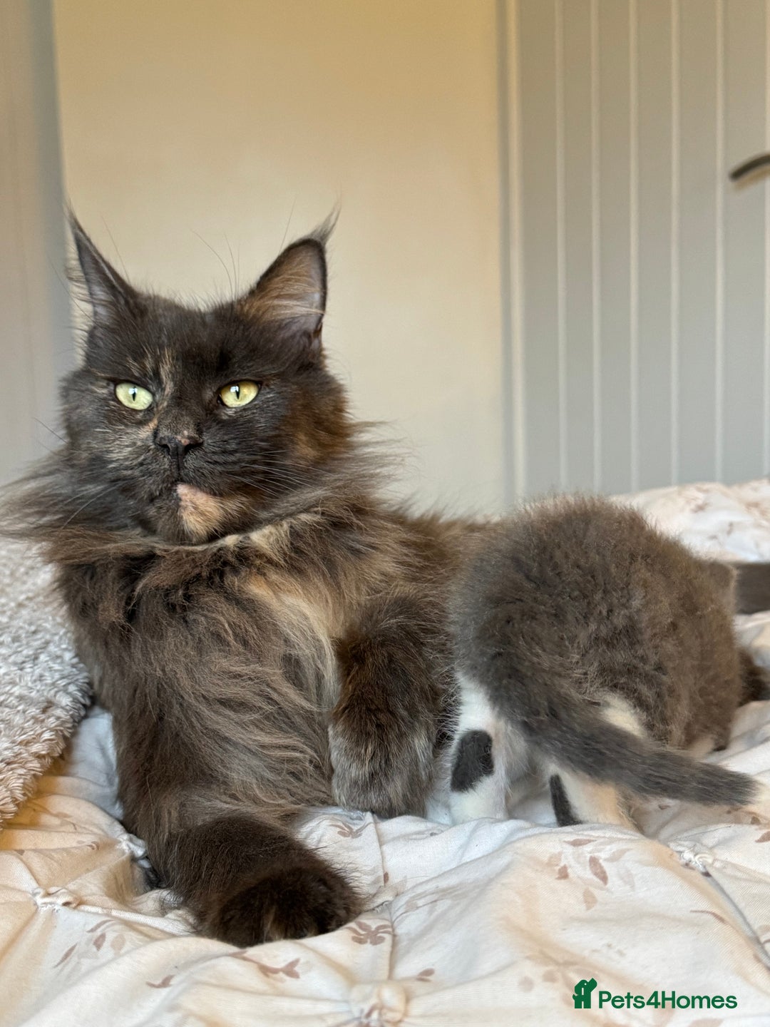 Maine Coon cats for sale: 1 boy Maine coon cross - Advert 3