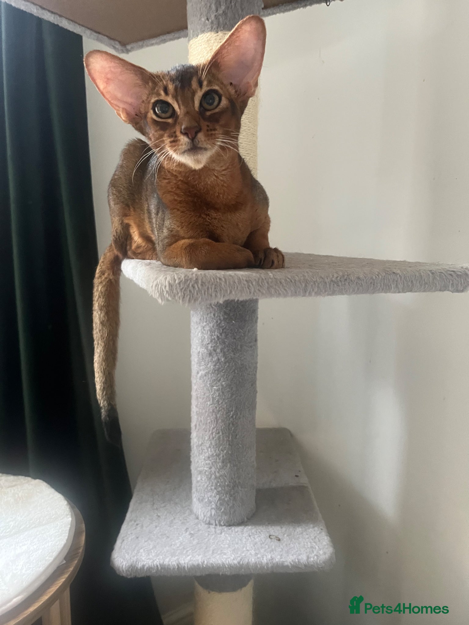 Abyssinian cats Beautiful Abyssinian boys - Advert 4