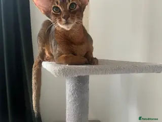 Abyssinian cats Beautiful Abyssinian boys - Advert 1