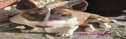 English Bull Terrier dogs for sale: English Bull pups ready to leave - Advert 14