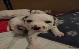 Dalmatian dogs for sale: Beautiful Dalmatian Puppies - Image 6