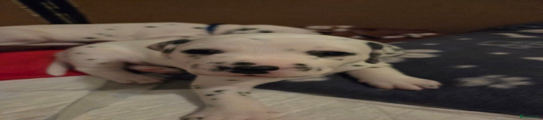 Dalmatian Puppy 5