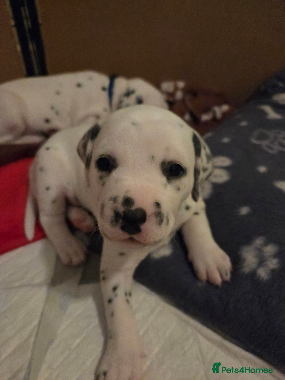 Dalmatian dogs for sale: Beautiful Dalmatian Puppies - Image 6