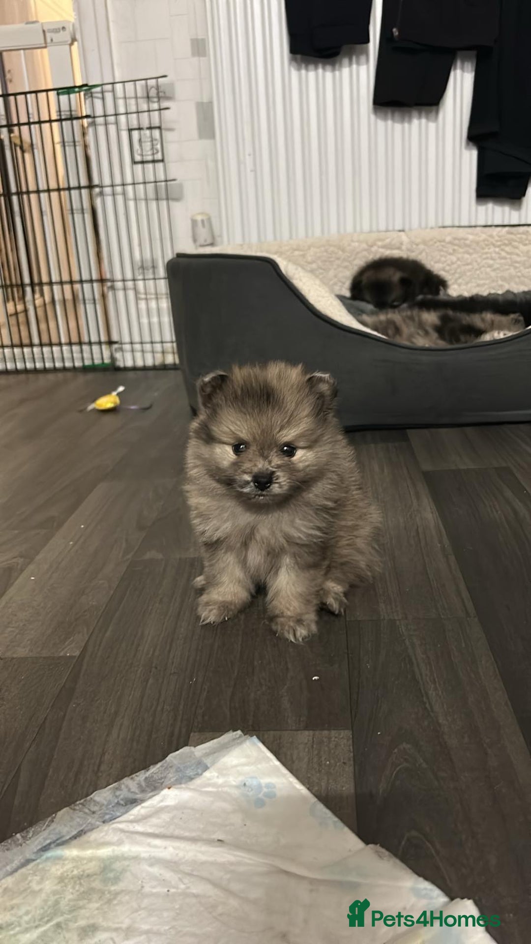 Pomeranian dogs for sale: Litter of pomeranians  - Advert 18