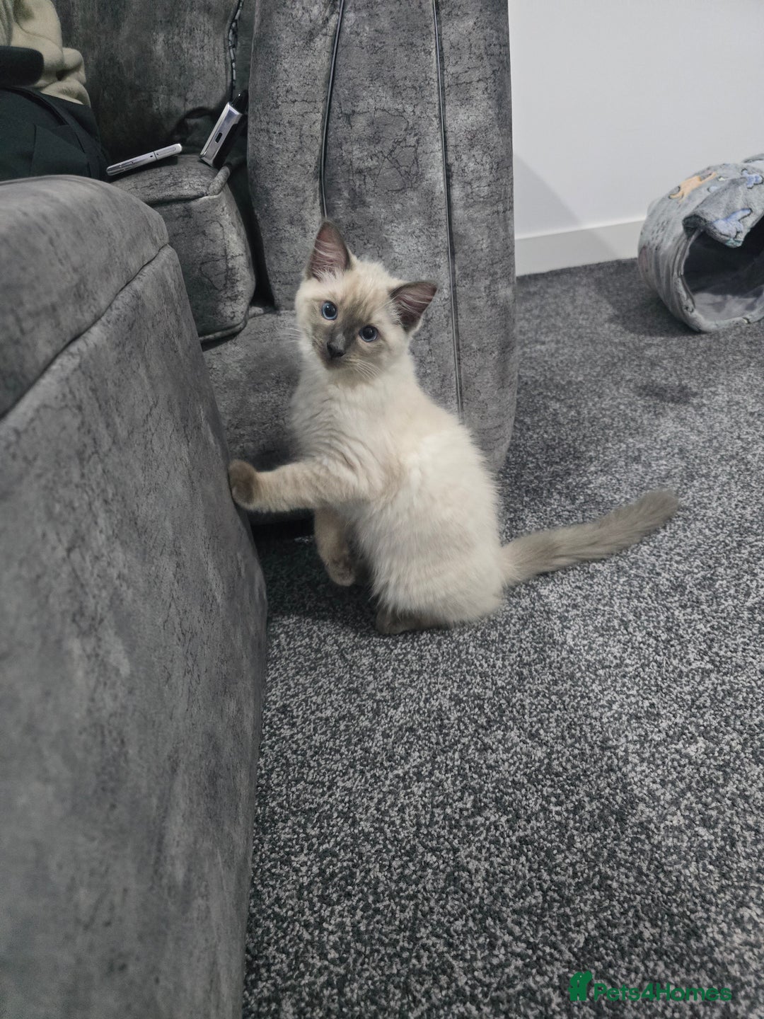 Ragdoll cats for sale: Ragdoll Kitten - Advert 3