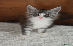 Maine Coon cats for sale: ✨Meet Cherry & Plum✨- TICA Reg - High Smoke-white - Image 7