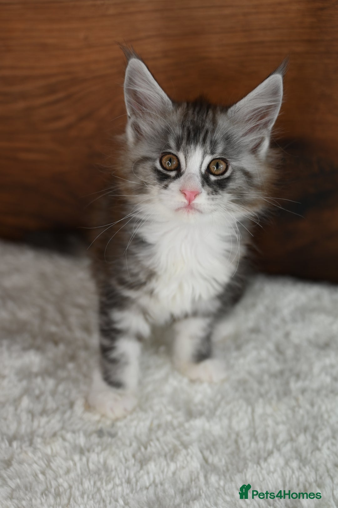 Maine Coon cats for sale: ✨Meet Cherry & Plum✨- TICA Reg - High Smoke-white - Image 7