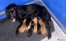 Cocker Spaniel dogs for sale: Working Cocker Spaniel Puppies  - Image 6