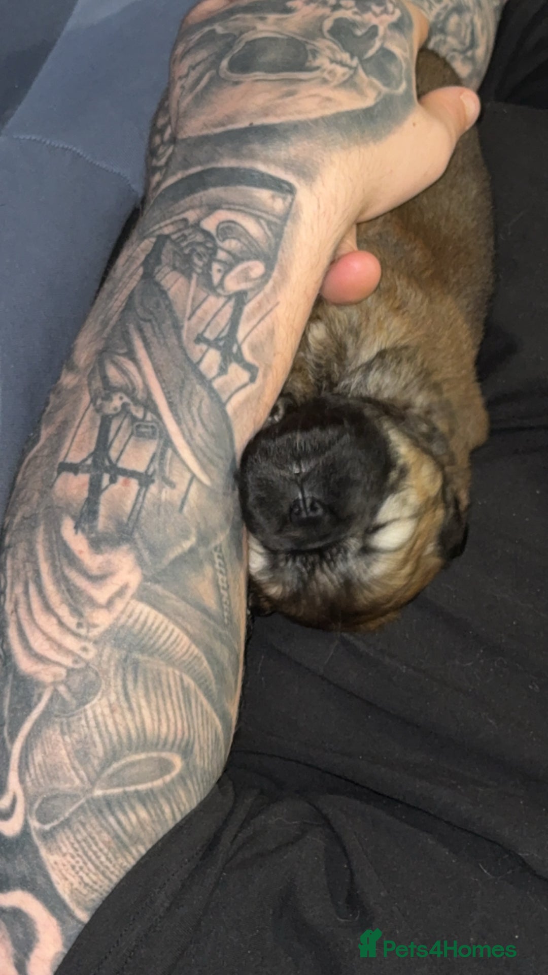 Chow Chow dogs for sale: Chow chow puppies  - Advert 33