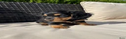 Miniature Dachshund dogs for sale: Miniature long haired dachshunds  - Advert 11