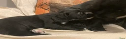 Sprocker dogs for sale: 8 beautiful healthy friendly little Sprocker pups - Advert 29