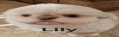 Lilly