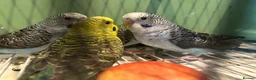 Budgerigars birds for sale: Black face and black wing budgies - Advert 9