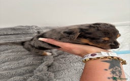 Jack Russell dogs for sale: Merle and black & tan Jack Russell  - Image 7