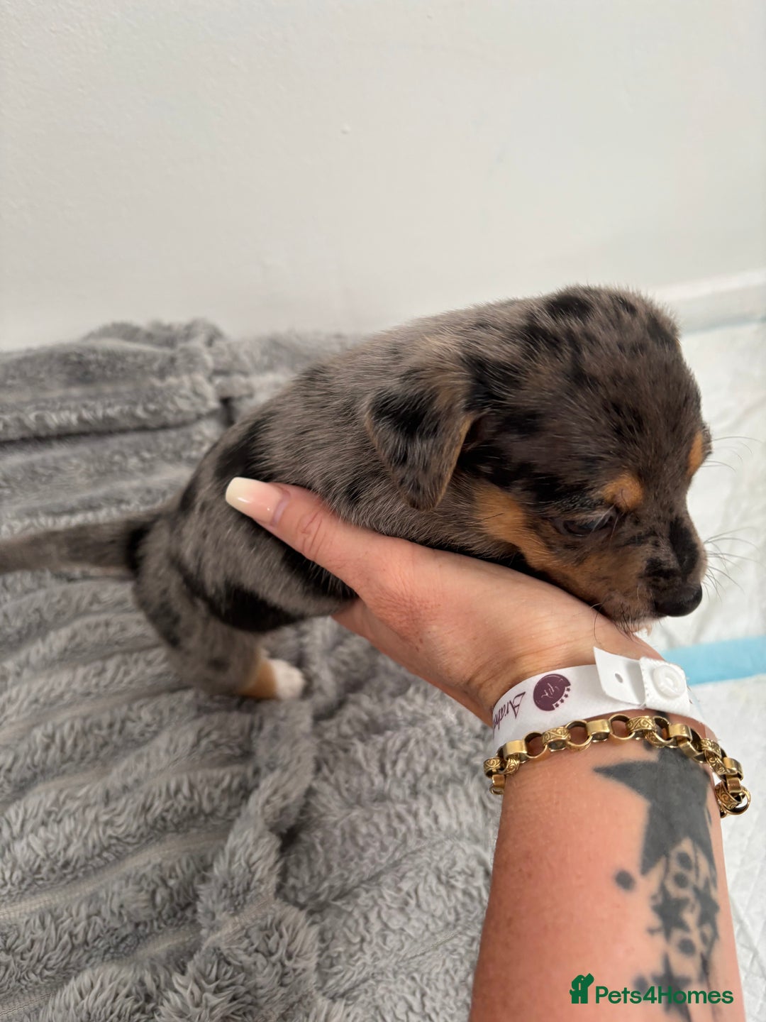 Jack Russell dogs for sale: Merle and black & tan Jack Russell  - Image 7